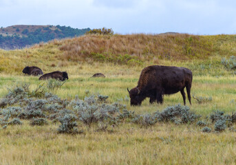 The American bison or buffalo (Bison bison), Theodore Roosevelt NP, North Dakota