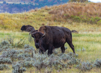 The American bison or buffalo (Bison bison), Theodore Roosevelt NP, North Dakota © SVDPhoto