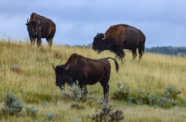 The American bison or buffalo (Bison bison), Theodore Roosevelt NP, North Dakota © SVDPhoto