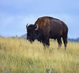 The American bison or buffalo (Bison bison), Theodore Roosevelt NP, North Dakota