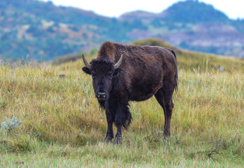 American bison grazing on the prairie. Buffalo (Bison bison), Theodore Roosevelt NP, North Dakota