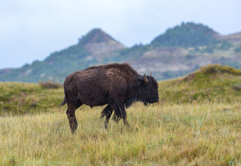 American bison grazing on the prairie. Buffalo (Bison bison), Theodore Roosevelt NP, North Dakota