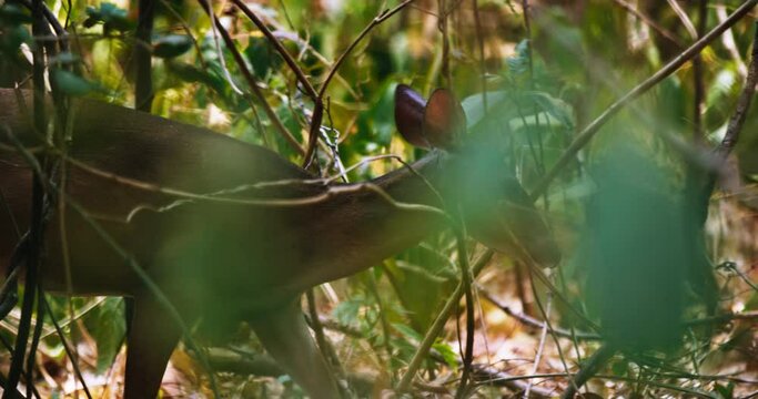 White-tailed deer