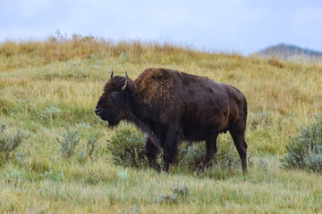 American bison grazing on the prairie. Buffalo (Bison bison), Theodore Roosevelt NP, North Dakota