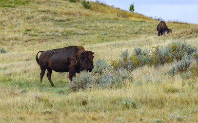 American bison grazing on the prairie. Buffalo (Bison bison), Theodore Roosevelt NP, North Dakota © SVDPhoto