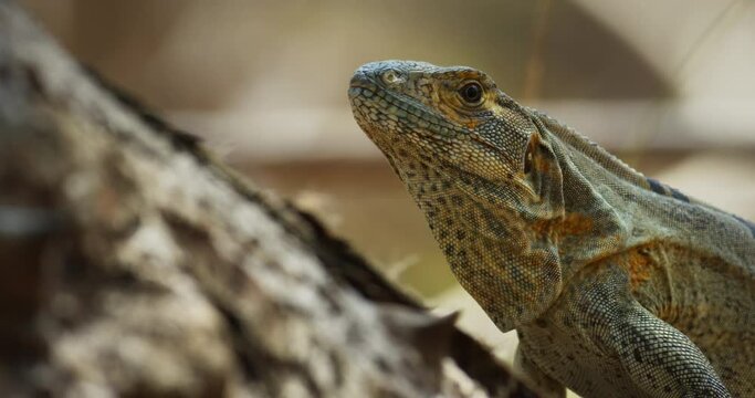 Iguana