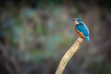 Perched Kingfisher Female with blurred background