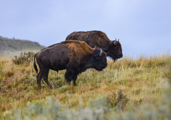 American bison grazing on the prairie. Buffalo (Bison bison), Theodore Roosevelt NP, North Dakota