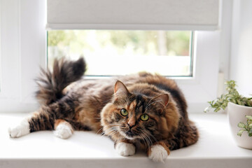 cat with white paws is on the windowsill and looking at the camera