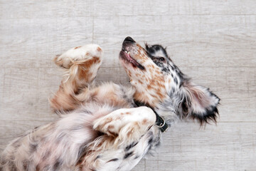 A dog is lying on its back and resting