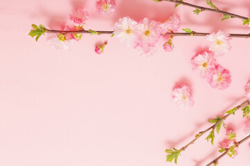 branches of blossoming almonds on pink background