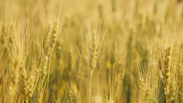 ears of wheat