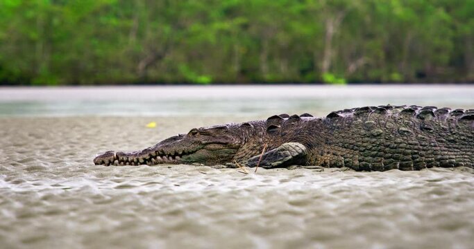 Crocodile