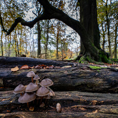 Toadstool on fallen log on a forest floor 