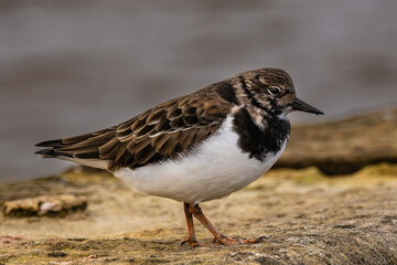 close up of a turnstone on a beach rock