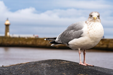 Curious seagull on the harbour wall