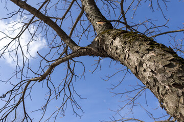 Naked Tree against Spring sky on sunny March afternoon. View from below. Copy space