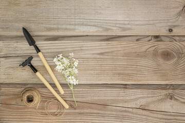 Flower Rake Sapling on wooden background. Copy space
