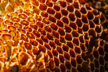 Background texture and pattern of a section of wax honeycomb from a bee hive filled. golden honey in a full frame view