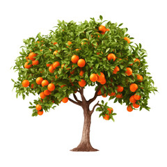 beautiful tree isolated on white