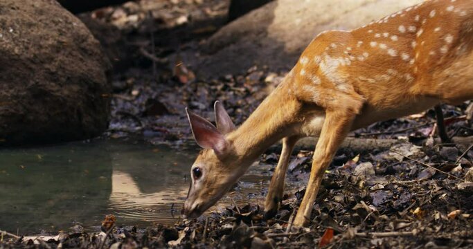 White-tailed deer