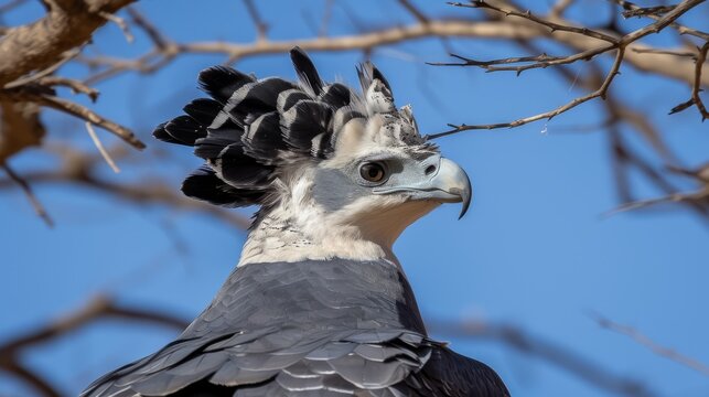 A framed photo of a harpy eagle, its head crowned with bright feathers, is set against a tree background.