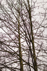 Close up shot of the trees in the forest. Nature