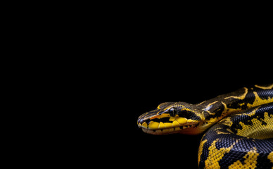 Obraz premium A yellow and black python, intertwined with a blue python, is captured on a soft yellow background.