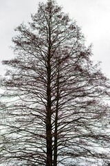 Close up shot of the trees in the forest. Nature