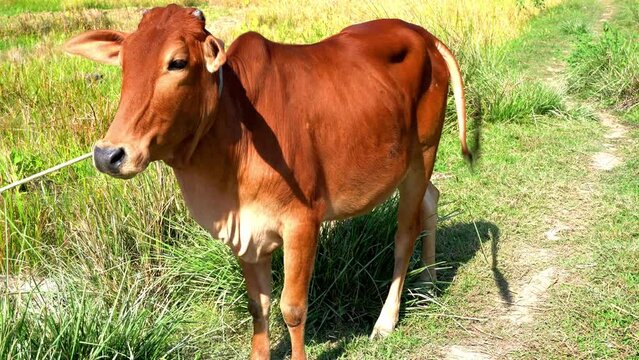 Portrait of healthy Beautiful red brown cow on green field