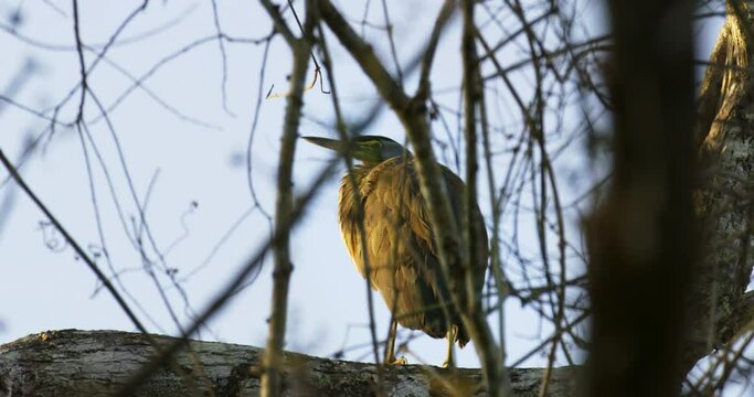 Heron