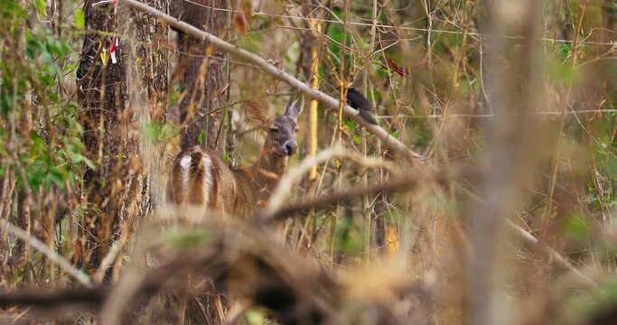 White-tailed deer