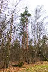 Close up shot of the trees in the forest. Nature