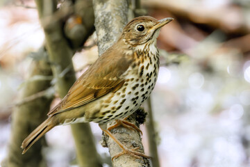 Singdrossel auf einem Ast