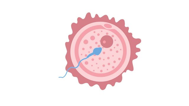 Male sperms meets the egg fertilization biology animation