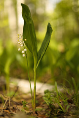 Blooming spring lily of the valley on a green background