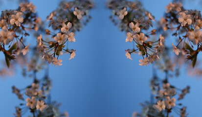 Branches of cherry blossoms on a blue background in the form of a postcard