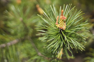 Green pine branch closeup in spring