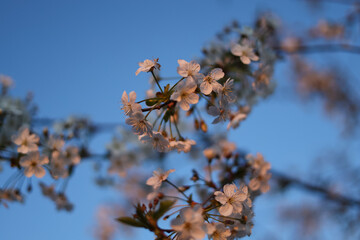 Cherry blossom branches on a blue background