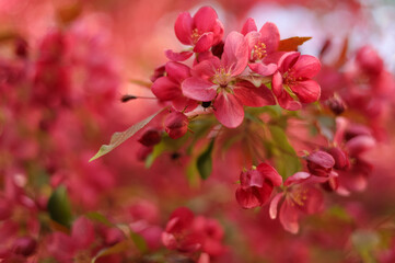 Fototapeta na wymiar Pink flowers and buds of an apple tree close-up