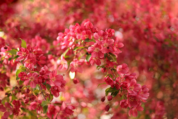 Pink apple tree flowers close up