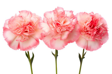 Fototapeta premium Top side closeup macro view of A collection two, three Carnation flowers isolated on white background 