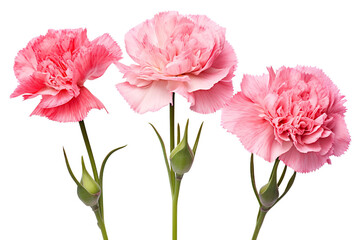 Top side closeup macro view of A collection two, three Carnation flowers isolated on white background 