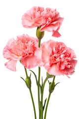 Obraz premium Top side closeup macro view of A collection two, three Carnation flowers isolated on white background 