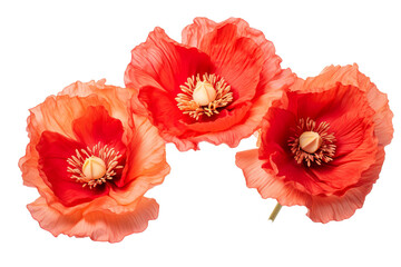Fototapeta premium Top side closeup macro view of A collection of two, three Poppy flowers isolated on white background PNG