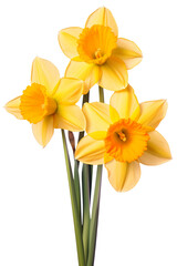 Obraz na płótnie Canvas daffodils isolated on a white background PNG