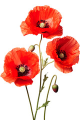 Top side closeup macro view of A collection of two, three Poppy flowers isolated on white background PNG