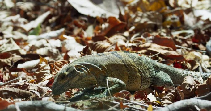 Iguana