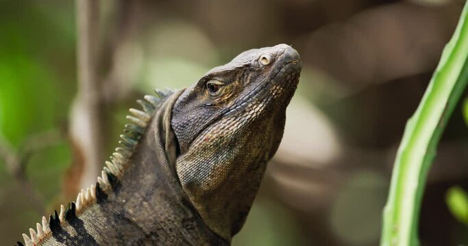 Iguana