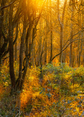 Obraz premium Autumn forest with trees and bracken